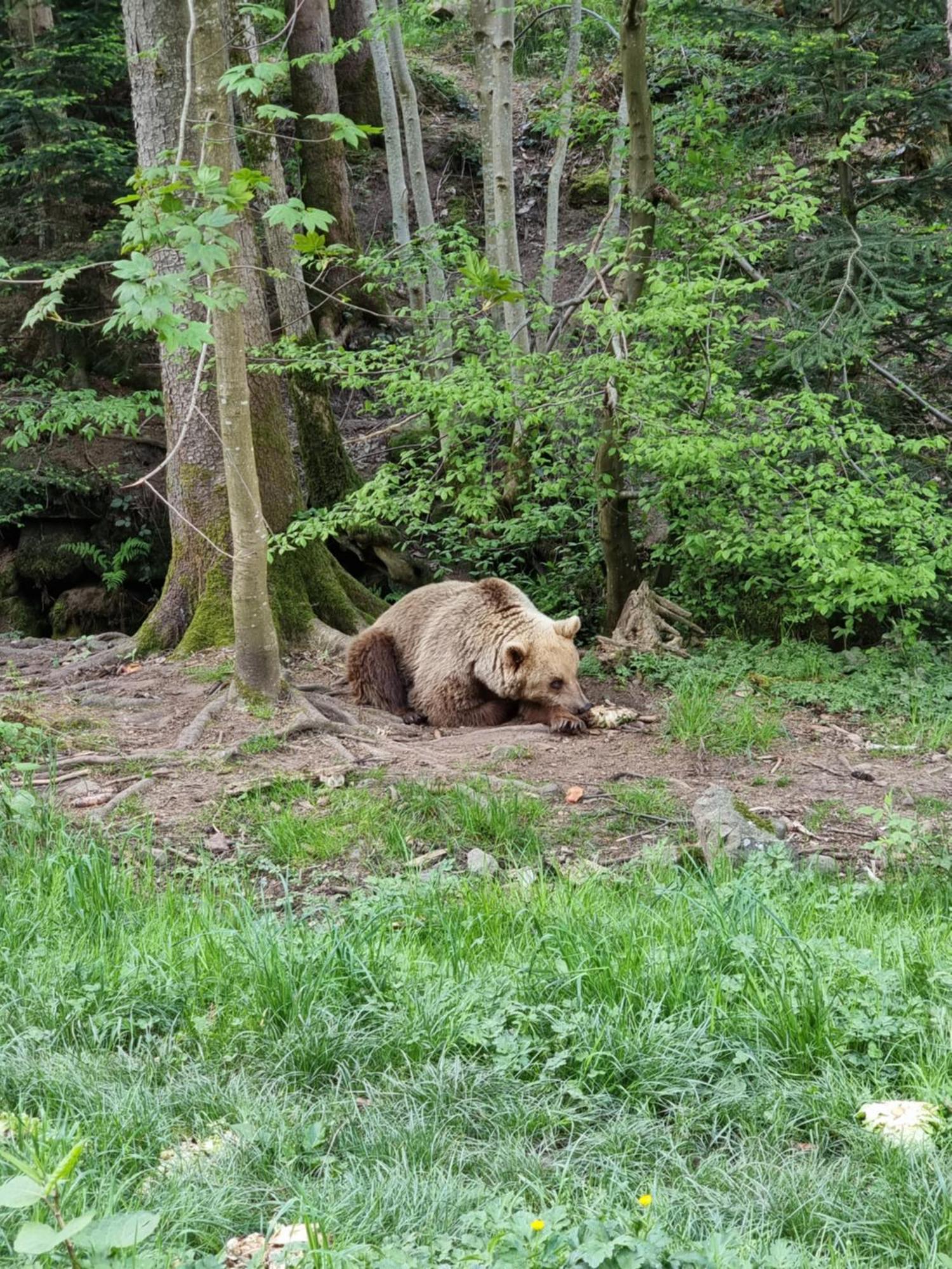 Kurparkhotel Faißt Bad Peterstal-Griesbach Exteriör bild